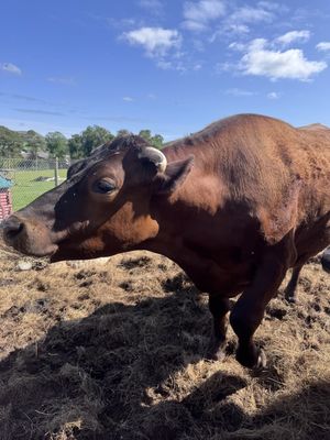 Mooo  at Ananda Animal Sanctuary  in Lanark