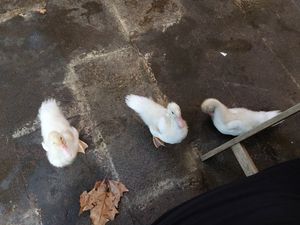 View from our table at Jardim Natural Food in Sao Miguel
