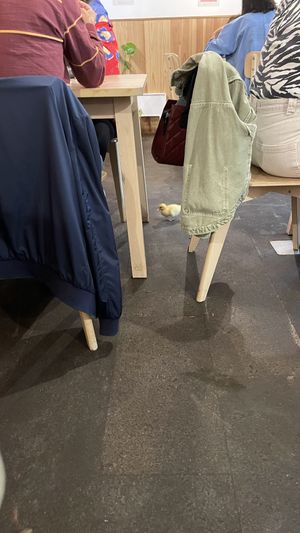 Kuikentje🐥  at Jardim Natural Food in Sao Miguel