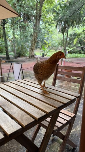   at Jardim Natural Food in Sao Miguel