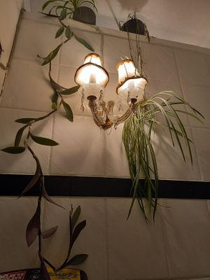 Pflanze at Nähcafe Edeltraud in Wurzburg