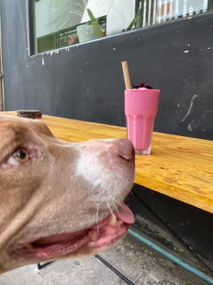  at Blend House Cafè & Zen House Yoga in Kampot