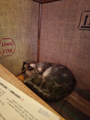 Gato del local at Zaatar Cocina De Oriente in Puerto Varas