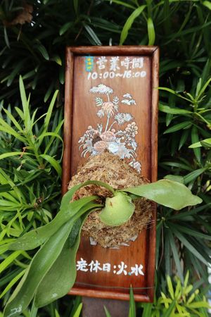 Photo credit: Isso at Isso in Kamakura