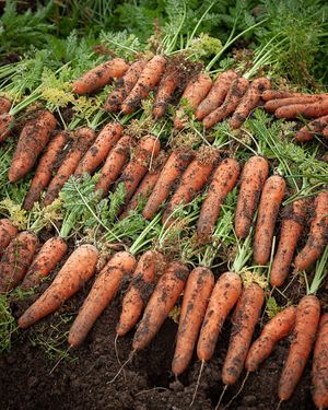 Sourced locally and responsibly at Feel Good Foods in Tokyo