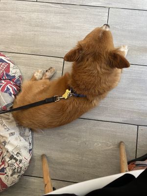   at Le Rouge-gorge Restaurant in Menton