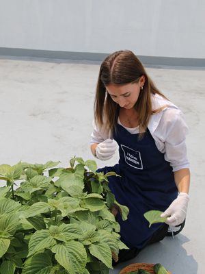 Vegan korean food ingredients at I Love Hansik 아이러브한식 in Busan