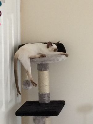 Panno at Samphire Brasserie in Plymouth