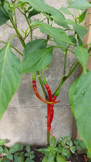 homegrown veggies for the brunch - depends on the season at Bar Berlin in Leuven