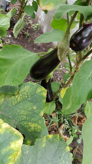 homegrown veggies for the brunch - depends on the season at Bar Berlin in Leuven