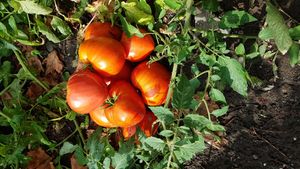 homegrown veggies for the brunch - depends on the season at Bar Berlin in Leuven