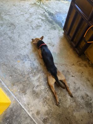  at Fika Cafe in Hoi An