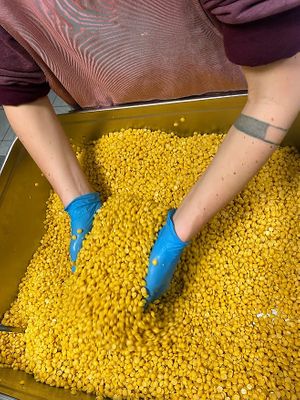 Tempeh in process at KRUT Bistro in Vienna