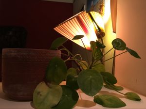 inside at Flax in Dresden