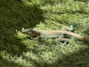 Friendly Aruban lizards on the patio   at Clover Coffee + MarketPlace in Oranjestad