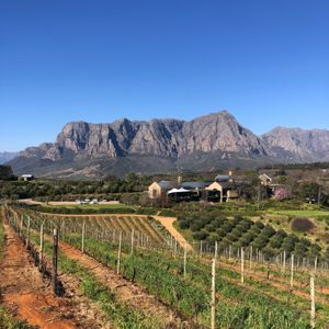 Mountains and vineyards. at Vegan Tours Cape Town in Cape Town