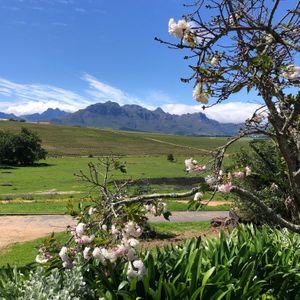 Some of the exquisite natural landscape in the Stellenbosch Wine Region at Vegan Tours Cape Town in Cape Town