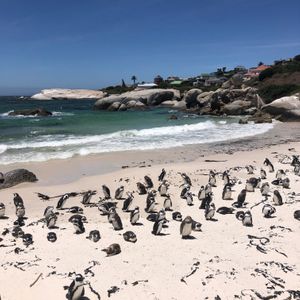 African Penguins at Boulders Beach, Cape Town. at Vegan Tours Cape Town in Cape Town