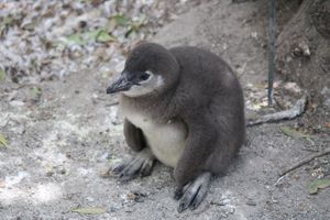  at Vegan Tours Cape Town in Cape Town