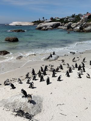  at Vegan Tours Cape Town in Cape Town