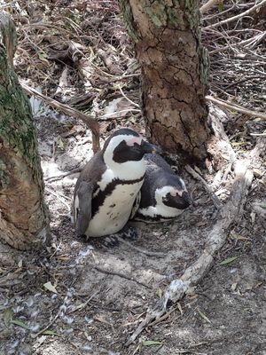  at Vegan Tours Cape Town in Cape Town