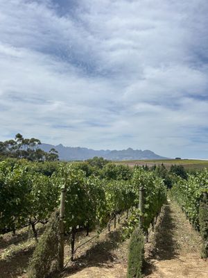   at Vegan Tours Cape Town in Cape Town