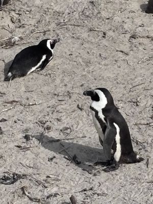   at Vegan Tours Cape Town in Cape Town