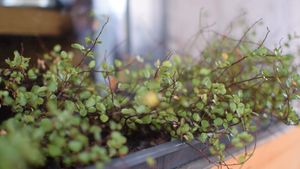 inside at Momos - Organic Veggie Dumplings in Berlin