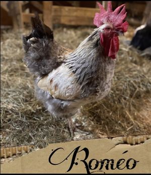   at SAFE - Sanctuaire pour animaux de ferme de l'Estrie in Mansonville