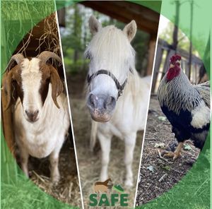   at SAFE - Sanctuaire pour animaux de ferme de l'Estrie in Mansonville
