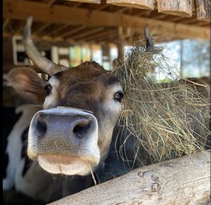   at SAFE - Sanctuaire pour animaux de ferme de l'Estrie in Mansonville