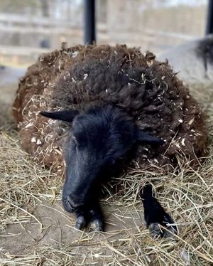   at SAFE - Sanctuaire pour animaux de ferme de l'Estrie in Mansonville