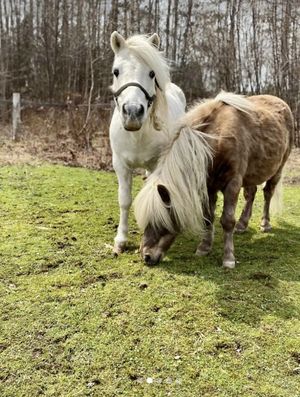   at SAFE - Sanctuaire pour animaux de ferme de l'Estrie in Mansonville