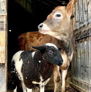   at SAFE - Sanctuaire pour animaux de ferme de l'Estrie in Mansonville