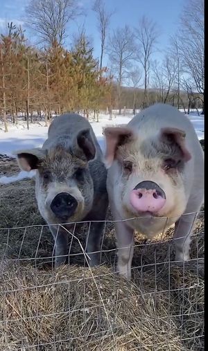   at SAFE - Sanctuaire pour animaux de ferme de l'Estrie in Mansonville