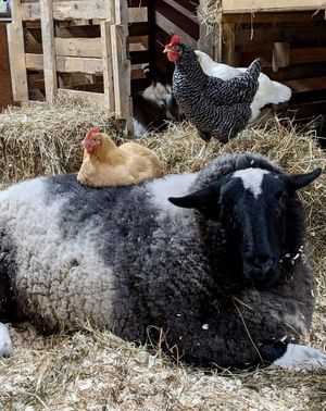   at SAFE - Sanctuaire pour animaux de ferme de l'Estrie in Mansonville
