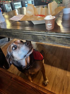 Pup cup for dogs  at Cafe Brûlée & Dessert Bar in Lagrange
