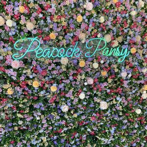   at Peacock Pansy in San Francisco