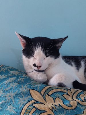 😻 at Tifawin Cafe in Mirleft