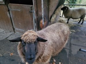 Esmeralda at Refugium für Tiere in Not e.V. in Castrop-rauxel