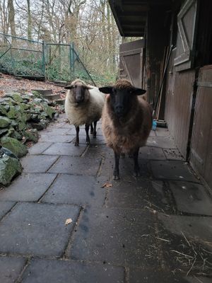 Barbarella & Esmeralda at Refugium für Tiere in Not e.V. in Castrop-rauxel