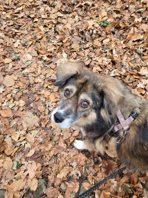 Ehrenamtliches Gassi gehen mit Hund Stoffel at Refugium für Tiere in Not e.V. in Castrop-rauxel
