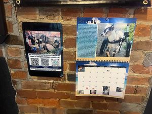 Beautiful decor which highlights local sanctuaries at Cosmic Bird in Louisville