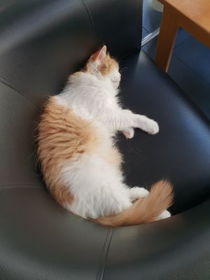 Kätzchen at Katzentempel - München in Munich