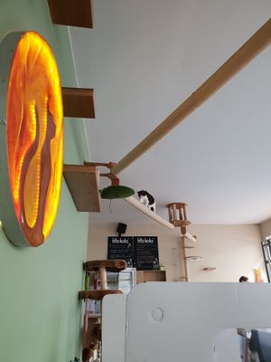 Kätzchen at Katzentempel - München in Munich