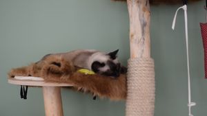 cat at Katzentempel - München in Munich