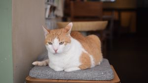 cat - jack   at Katzentempel - München in Munich