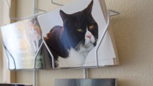 photos for sale at Katzentempel - München in Munich