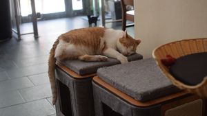 cat at Katzentempel - München in Munich