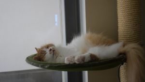 cat at Katzentempel - München in Munich